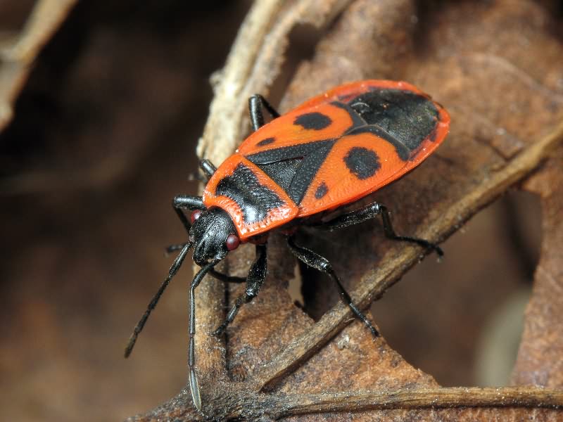 Pyrrhocoris apterus (Linnaeus, 1758)